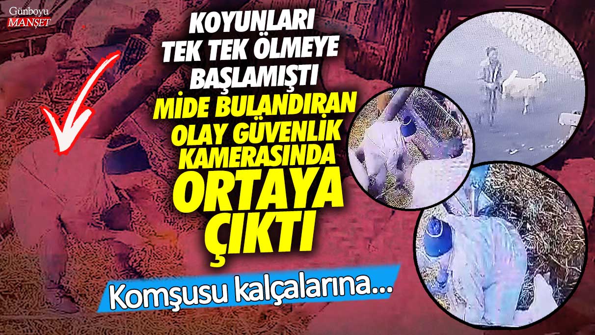 Koyunları tek tek ölmeye başlamıştı mide bulandıran olay güvenlik kamerasında ortaya çıktı! Komşusu kalçalarına