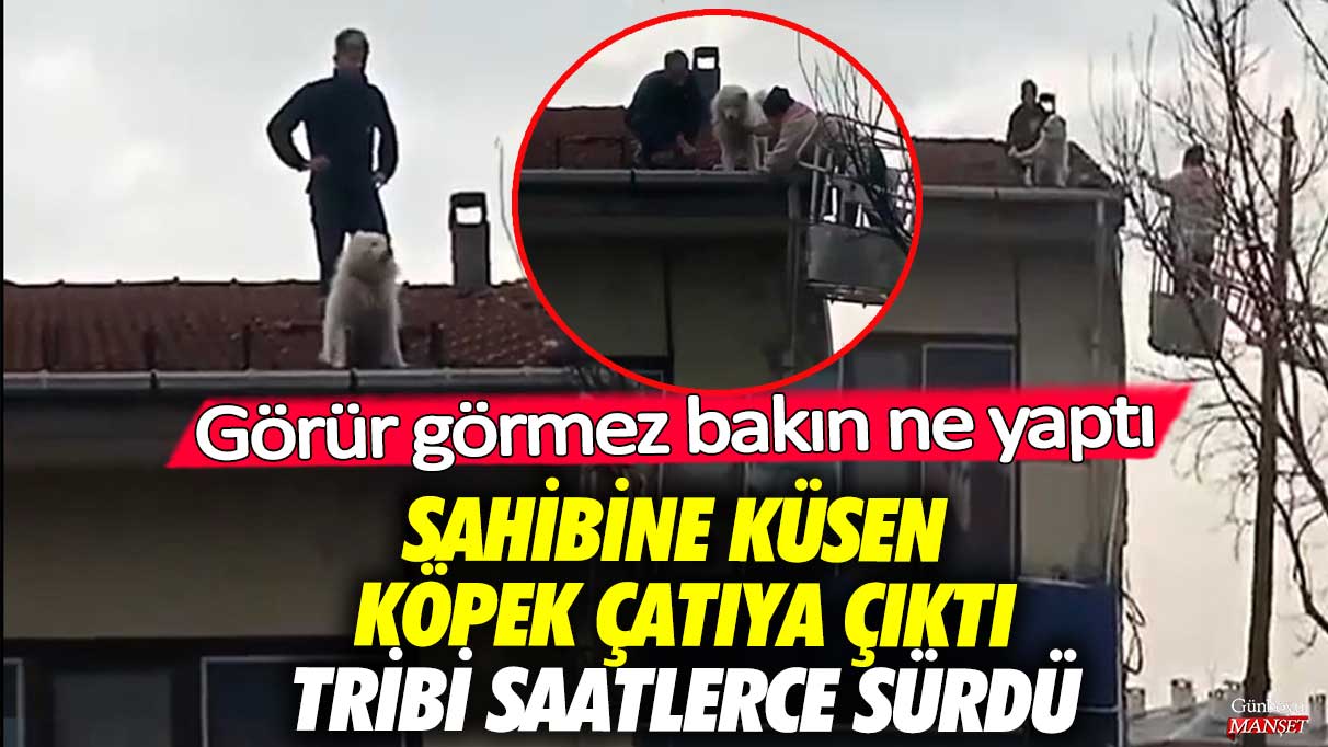 Sahibine küsen köpek çatıya çıktı! Görür görmez bakın ne yaptı