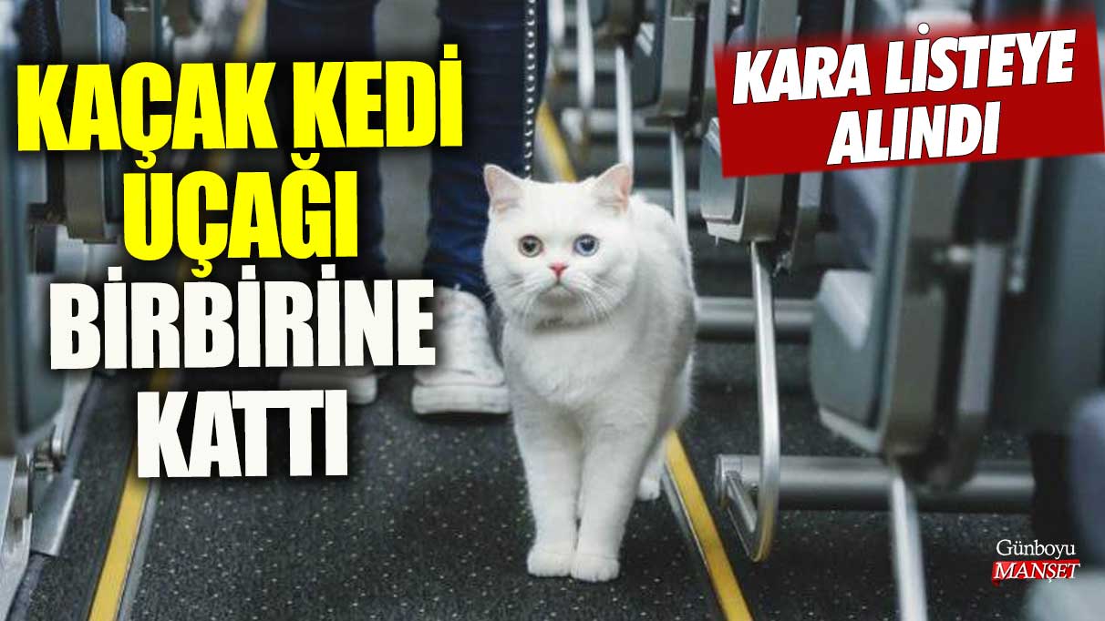 Kaçak kedi uçağı birbirine kattı! Kara listeye alındı