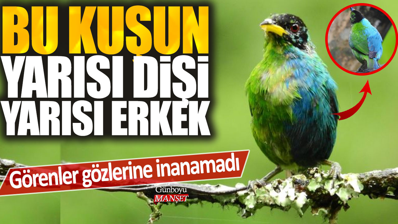 Görenler gözlerine inanamadı: Bu kuşun yarısı dişi yarısı erkek