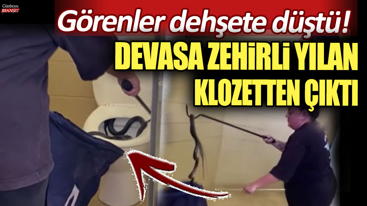 Bu da oldu... Devasa zehirli yılan klozetten çıktı: İzleyenler dehşete düştü!