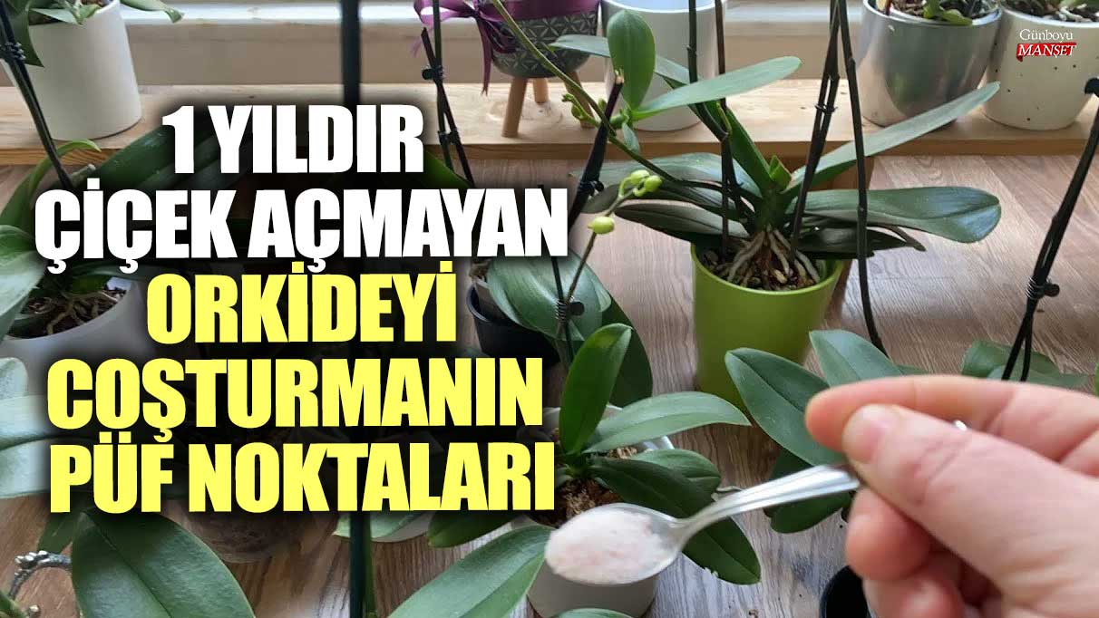 1 yıldır çiçek açmayan orkideyi coşturmanın püf noktaları