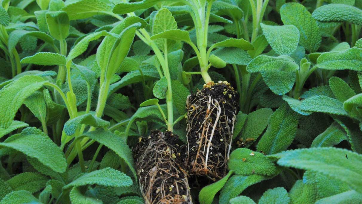 Tarıma 21 milyon liralık destek!