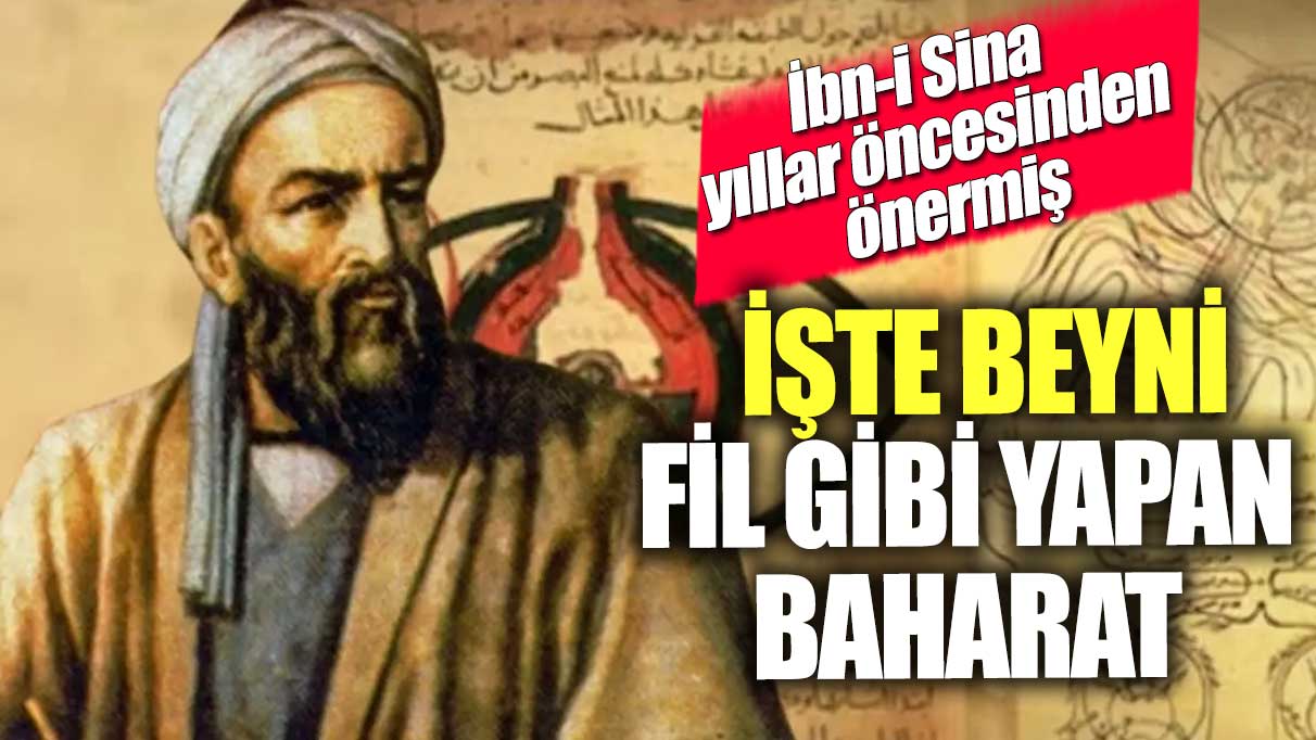 İbn-i Sina yıllar öncesinden önermiş! İşte beyni fil gibi yapan baharat