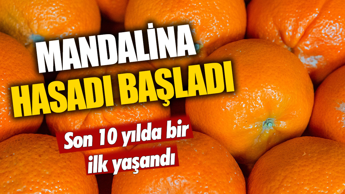 Mandalina hasadı başladı: Son 10 yılda bir ilk yaşandı