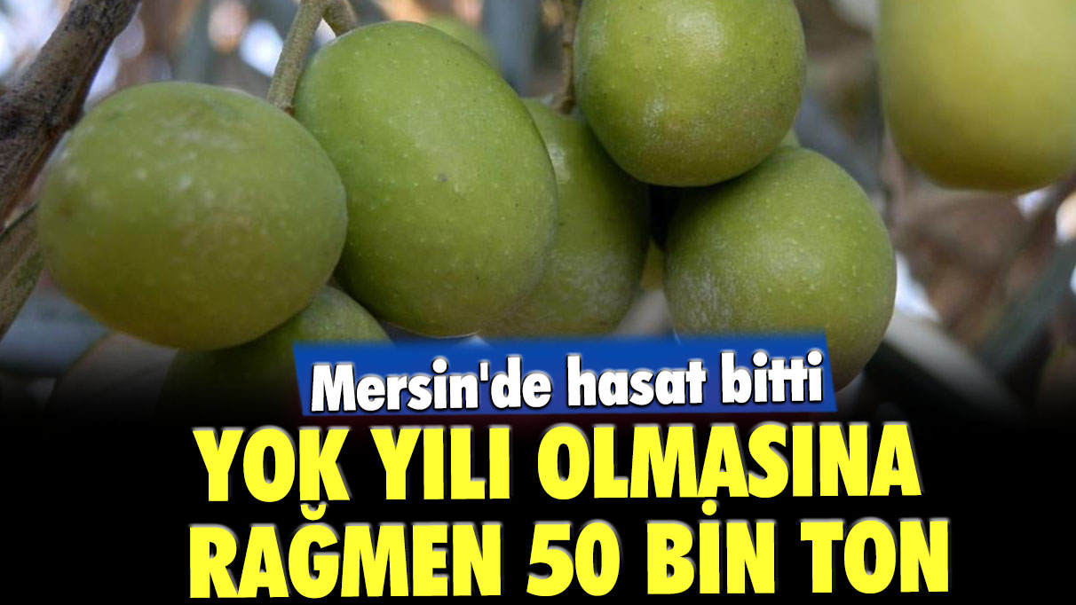 Mersin'de hasat bitti: 'Yok Yılında' 50 bin ton mahsul