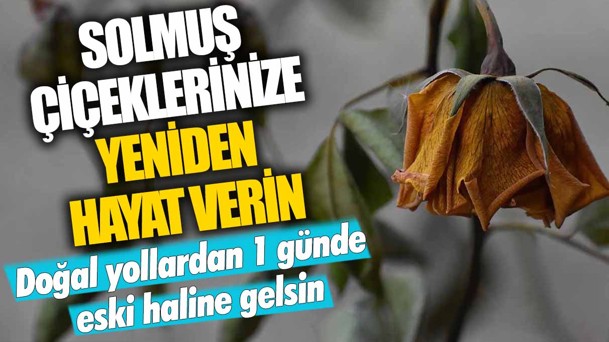 Solmuş çiçeklerinize yeniden hayat verin: Doğal yollardan eski haline getirin