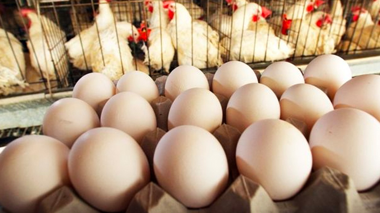 Tavuk yumurtası üretimi azaldı