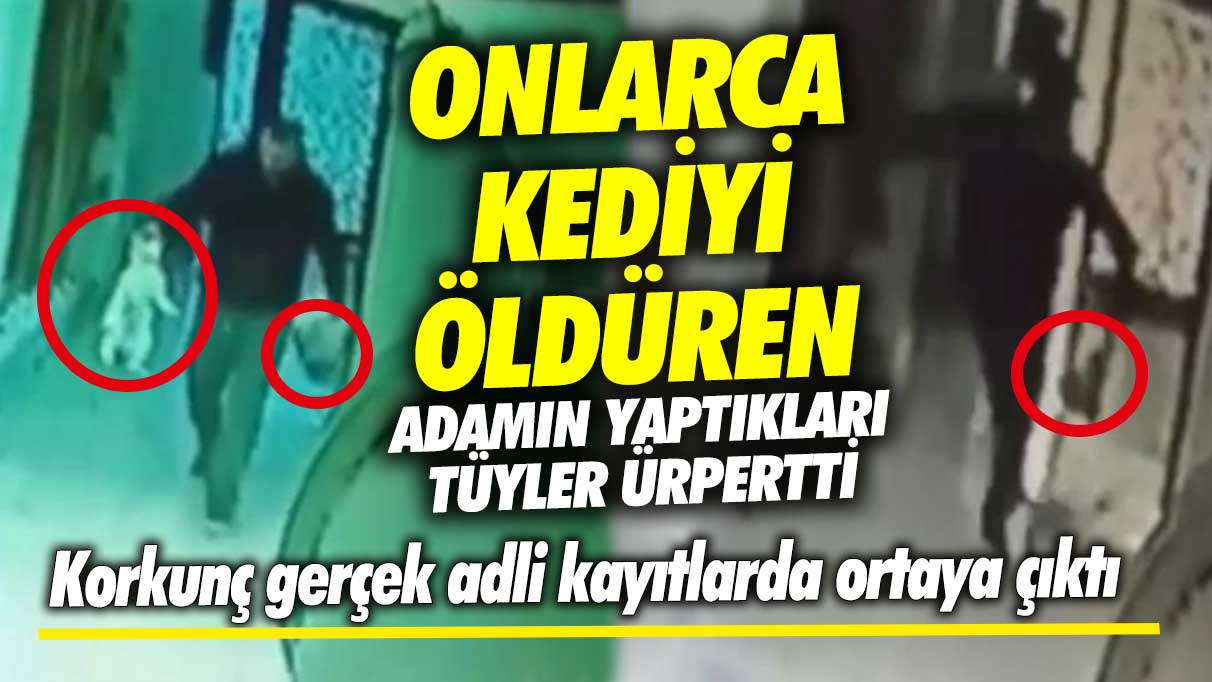 İzmir’de onlarca kediyi öldüren adamın yaptıkları tüyler ürpertti! Korkunç gerçek adli kayıtlarda ortaya çıktı