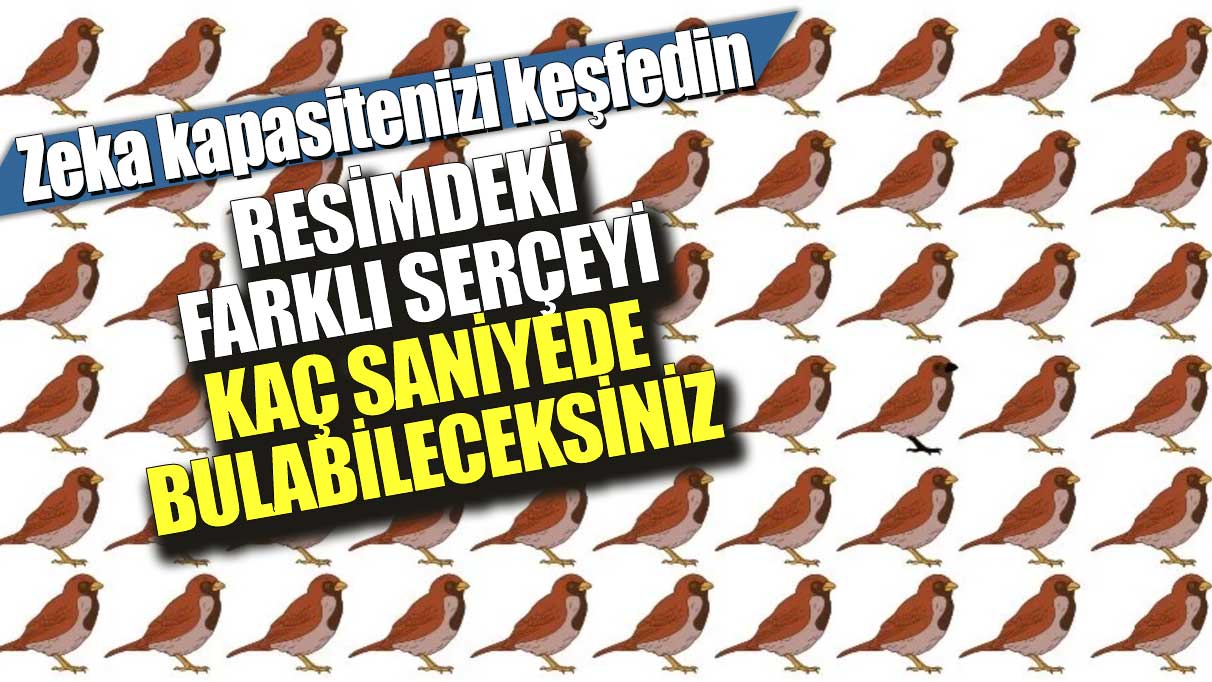 Zeka kapasitenizi keşfedin!  Resimdeki farklı serçeyi kaç saniyede bulabileceksiniz