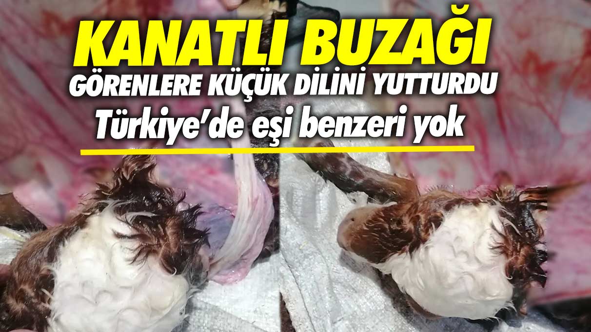 Kanatlı buzağı görenlere küçük dilini yutturdu! Türkiye’de eşi benzeri yok