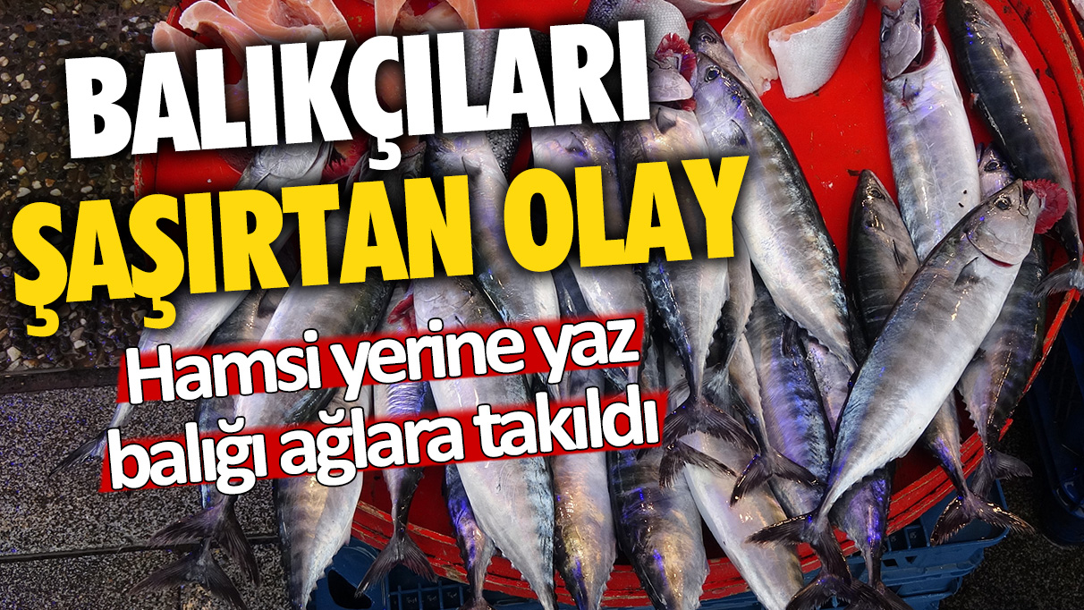 Balıkçıları şaşırtan olay: Hamsi yerine yaz balığı ağlara takıldı