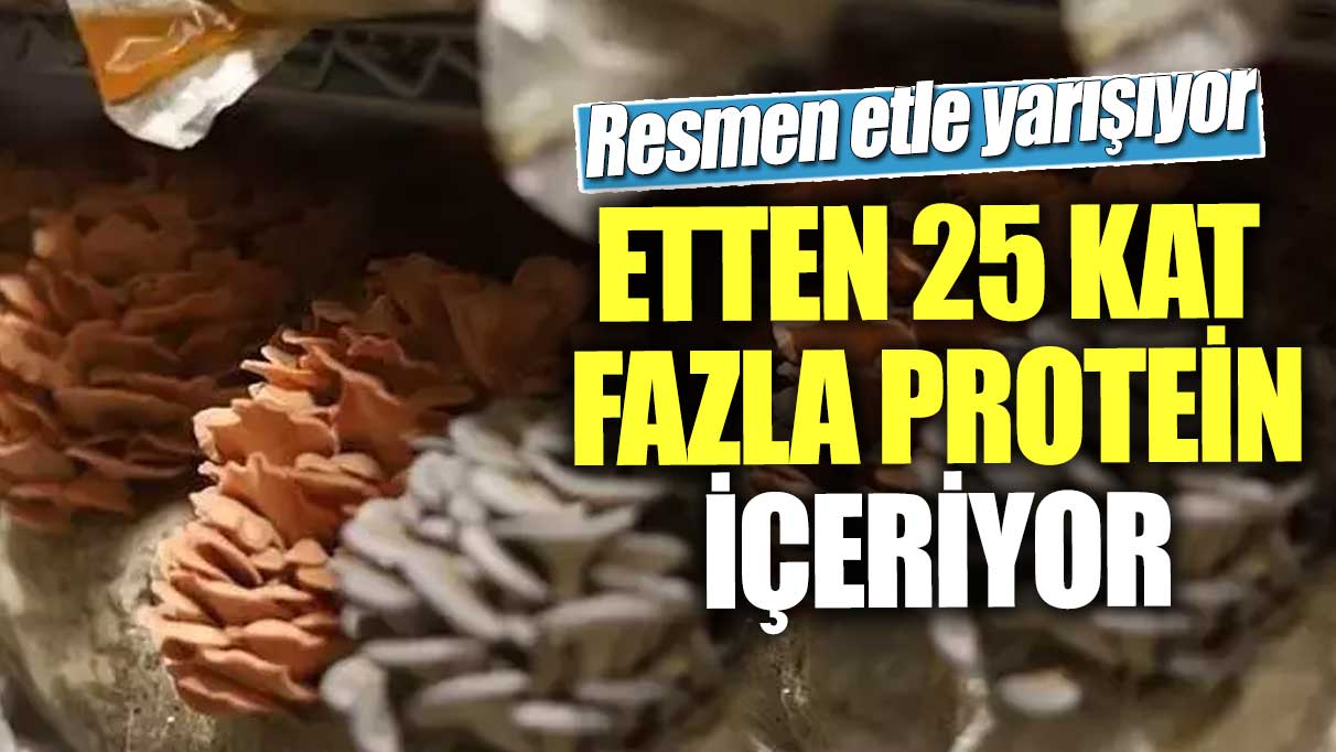 Etten 25 kat fazla protein içeriyor! Resmen etle yarışıyor