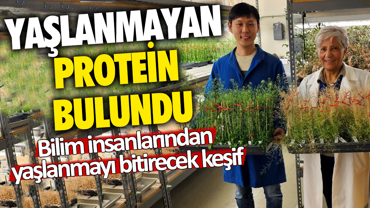 Bilim insanlarından yaşlanmayı bitirecek keşif! Bu protein yaşlanmıyor