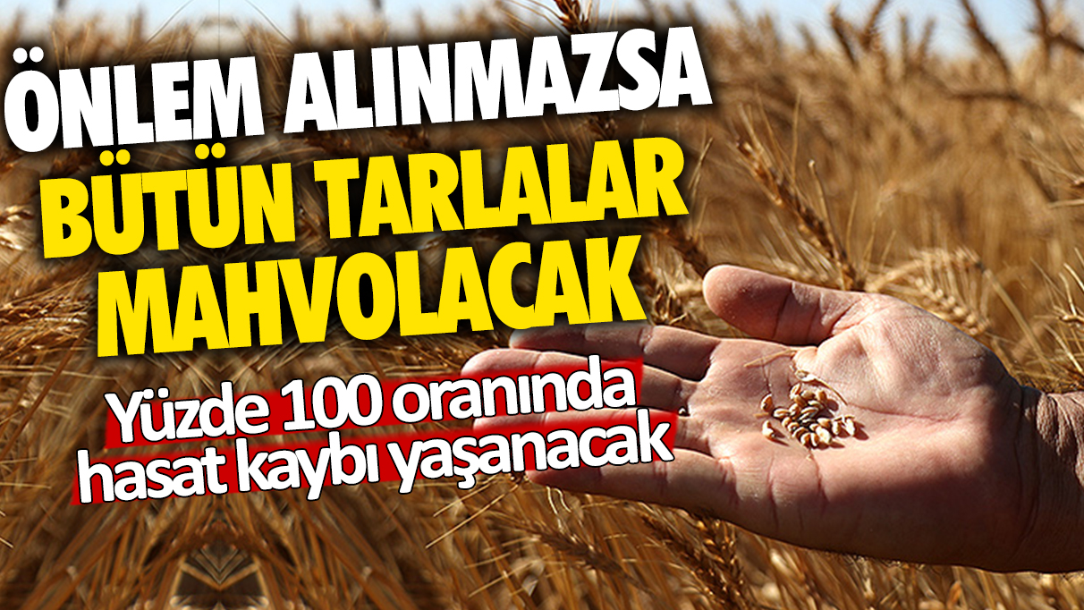 Önlem alınmazsa bütün tarlalar mahvolacak: Yüzde 100 oranında hasat kaybı yaşanacak