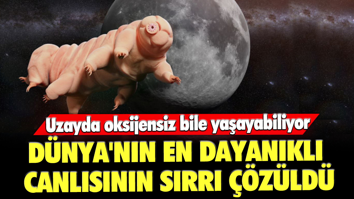 Dünya'nın en dayanıklı canlısının sırrı çözüldü: Uzayda oksijensiz bile yaşayabiliyor!