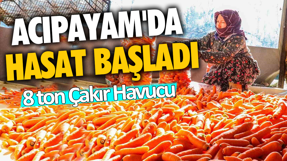 Acıpayam'da hasat başladı: Yıllık 8 ton 'Çakır Havucu'