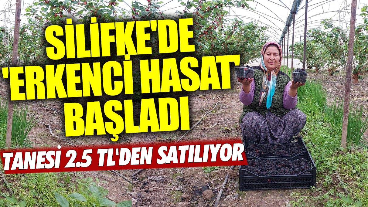 Silifke'de 'erkenci hasat' zamanı: Tanesi 2.5 TL'den satılıyor