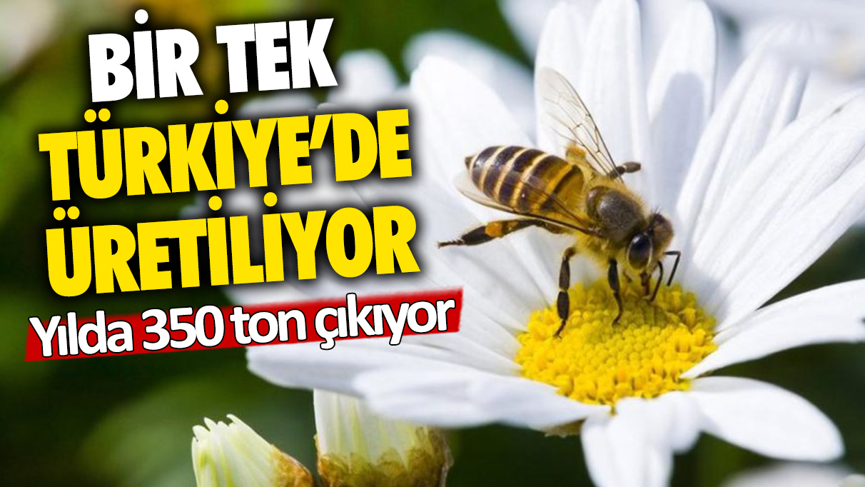 Yalova'da üretiliyor, dünyaya satılıyor: Yılda 350 ton çıkıyor...