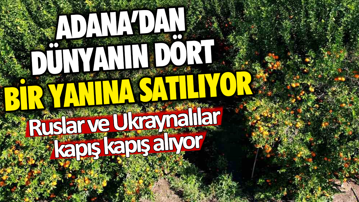 'Murcott' hasadı devam ediyor: Rusya ve Ukrayna satın almak için kapıda bekliyor