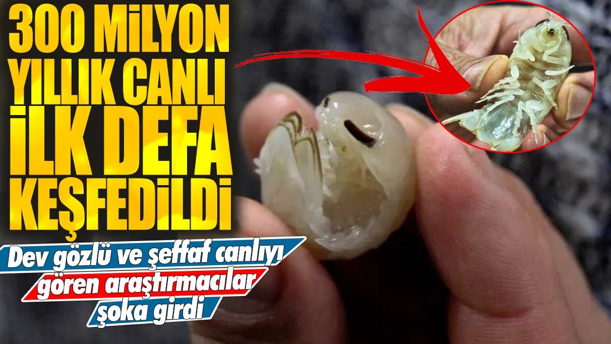 Dev gözlü ve şeffaf canlıyı gören araştırmacılar şoka girdi: 300 milyon yıllık canlı ilk defa keşfedildi