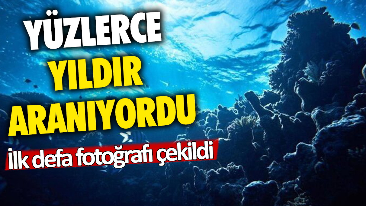 Yüzlerce yıldır aranıyordu: İlk defa fotoğrafı çekildi!