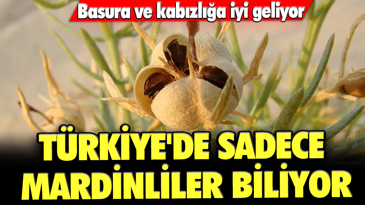 Türkiye'de sadece Mardinliler biliyor: Basura ve kabızlığa iyi geliyor