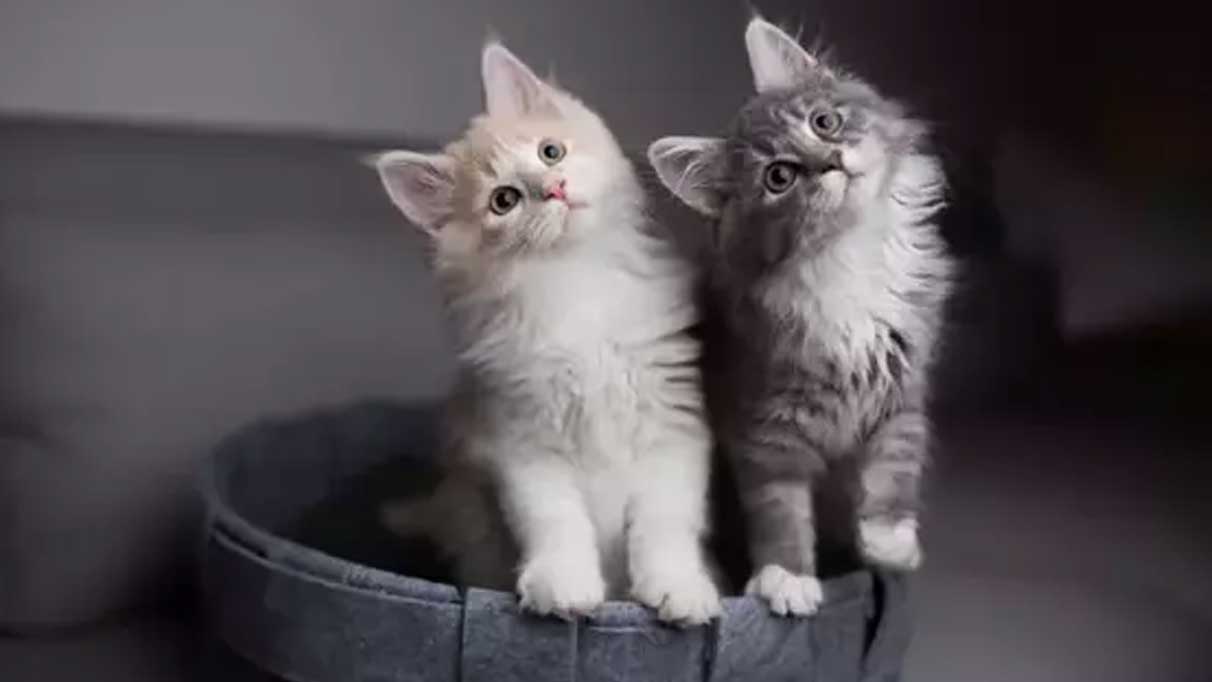 Rüyada kedi görmek ne anlama gelir