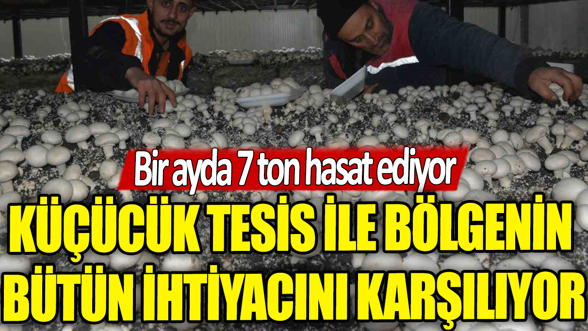 Bir ayda 7 ton hasat ediyor: Küçücük tesis ile bölgenin bütün ihtiyacını karşılıyor