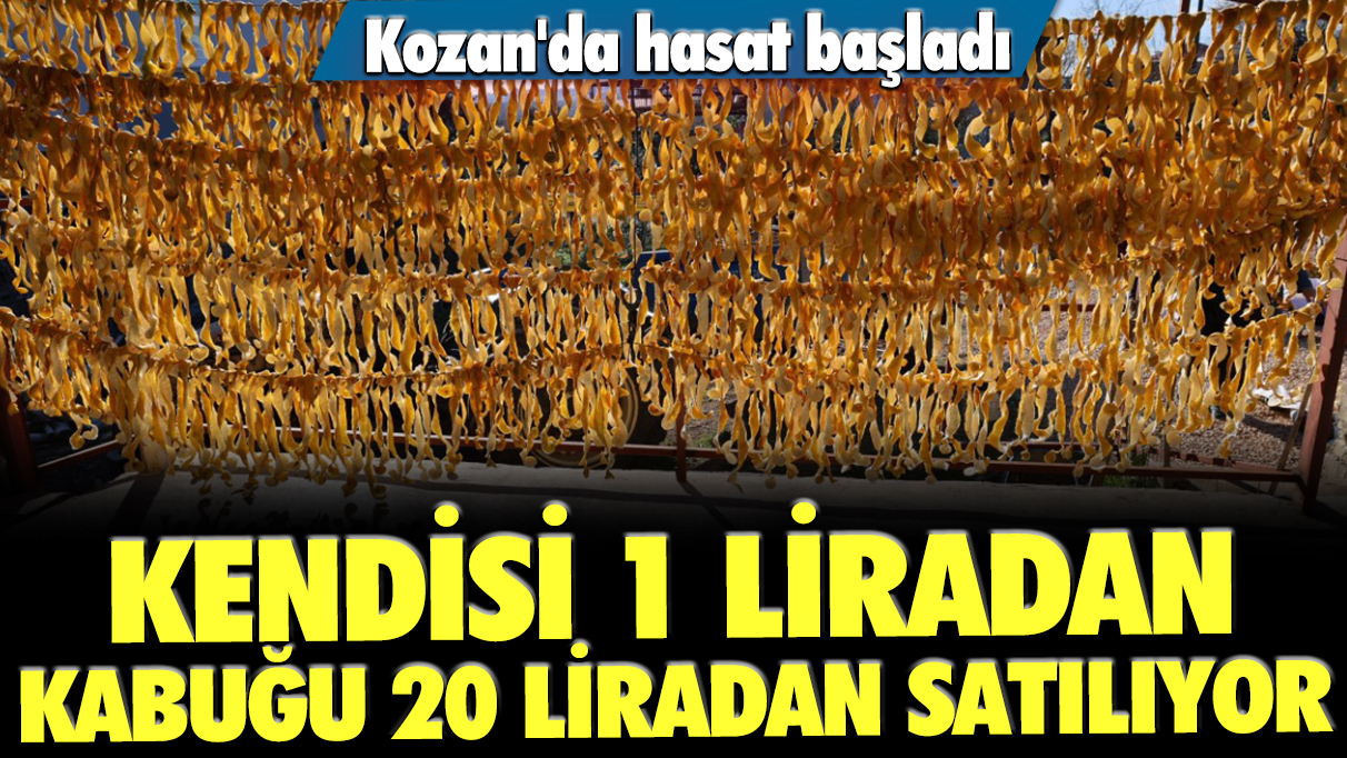 Kozan'da hasat başladı: Kendisi 1 liradan, kabuğu 20 liradan satılıyor