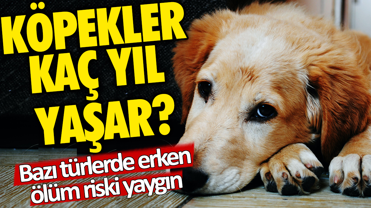 Bilim insanları açıkladı: Köpekler kaç yıl yaşar? Bazı türlerde erken ölüm riski yaygın!