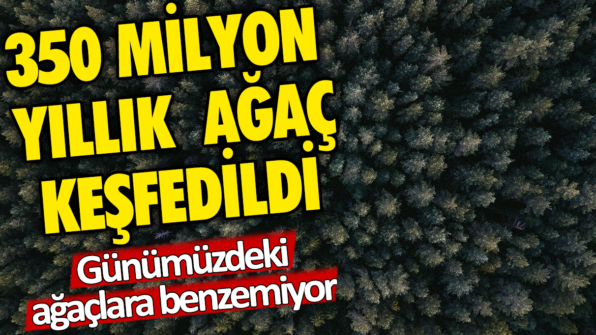 350 milyon yıllık ağaç keşfedildi: Günümüzdeki ağaçlara benzemiyor!