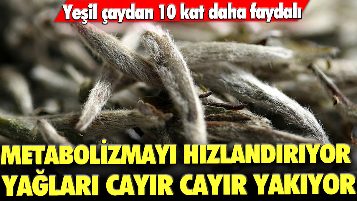 Yeşil çaydan 10 kat daha faydalı: Metabolizmayı hızlandırıyor, yağları cayır cayır yakıyor