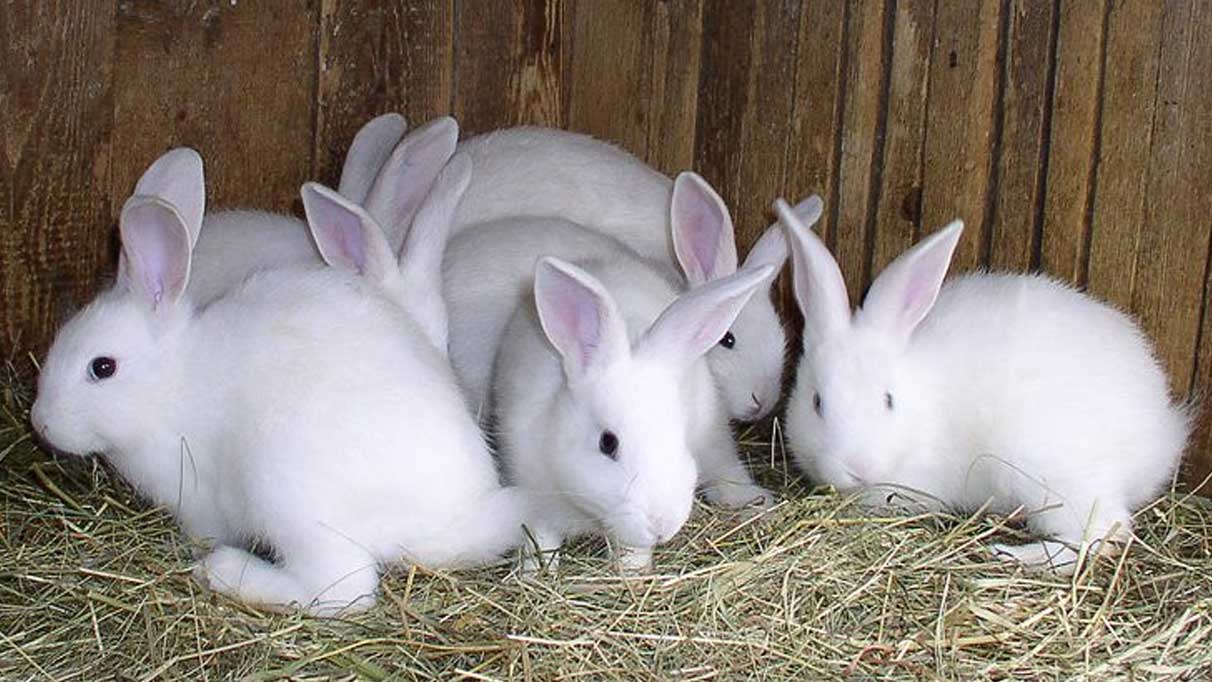 Rüyada tavşan görmek ne anlama gelir?