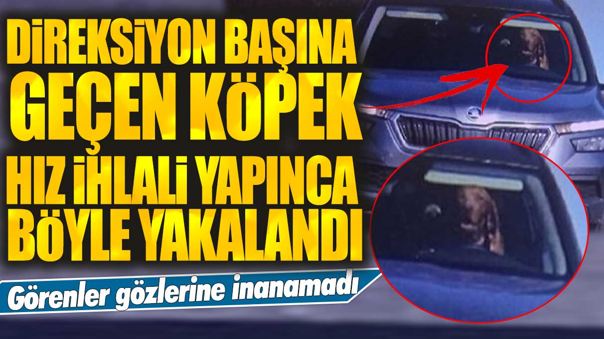 Direksiyon başına geçen köpek hız ihlali yapınca böyle yakalandı: Görenler gözlerine inanamadı