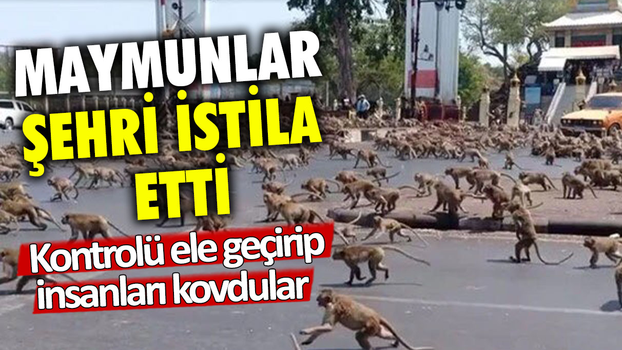 Maymunlar şehri istila etti: Kontrolü ele geçirip, insanları kovdular