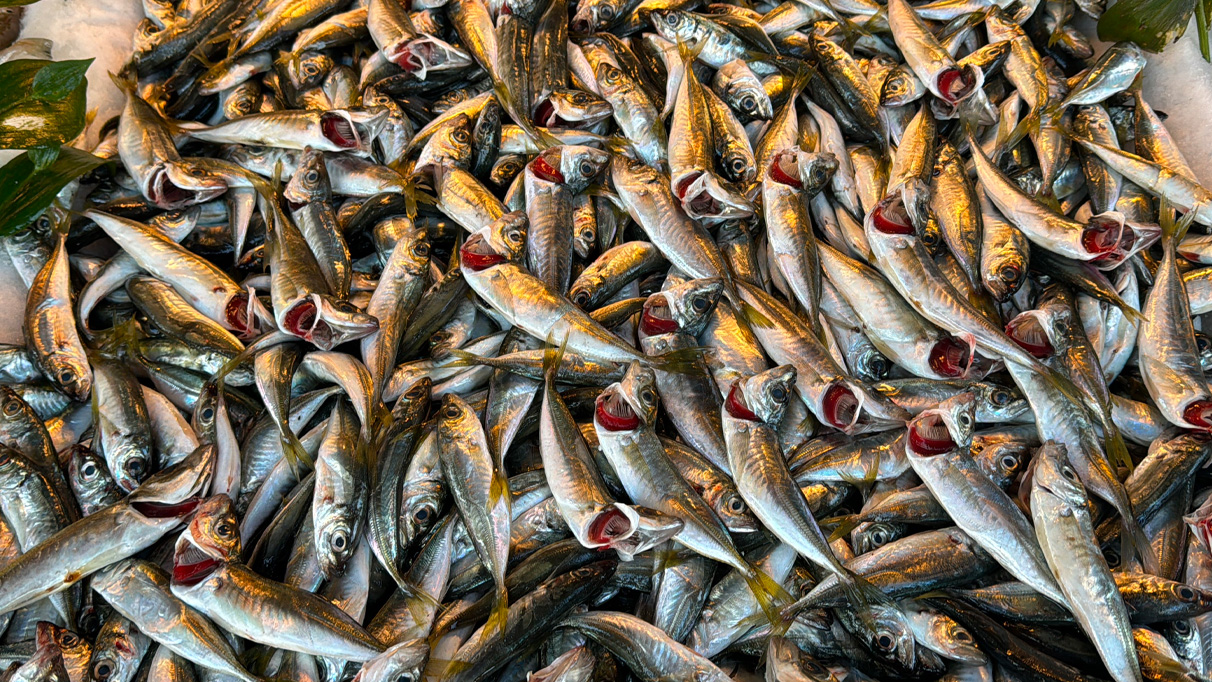 Akdeniz’de balık bereketi