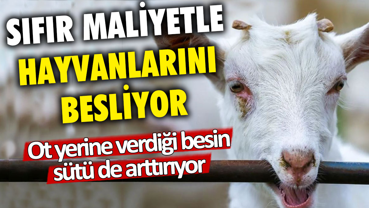 Sıfır maliyetle hayvanlarını besliyor: Ot yerine verdiği besin sütü de arttırıyor