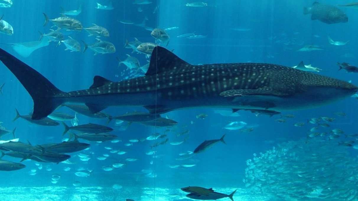 Rüyada akvaryum görmek ne demektir?