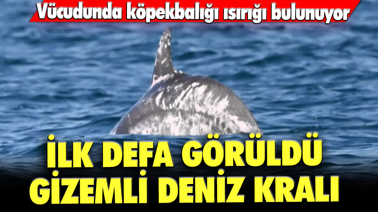 İlk defa görüldü: Gizemli deniz kralı! Vücudunda köpekbalığı ısırığı bulunuyor