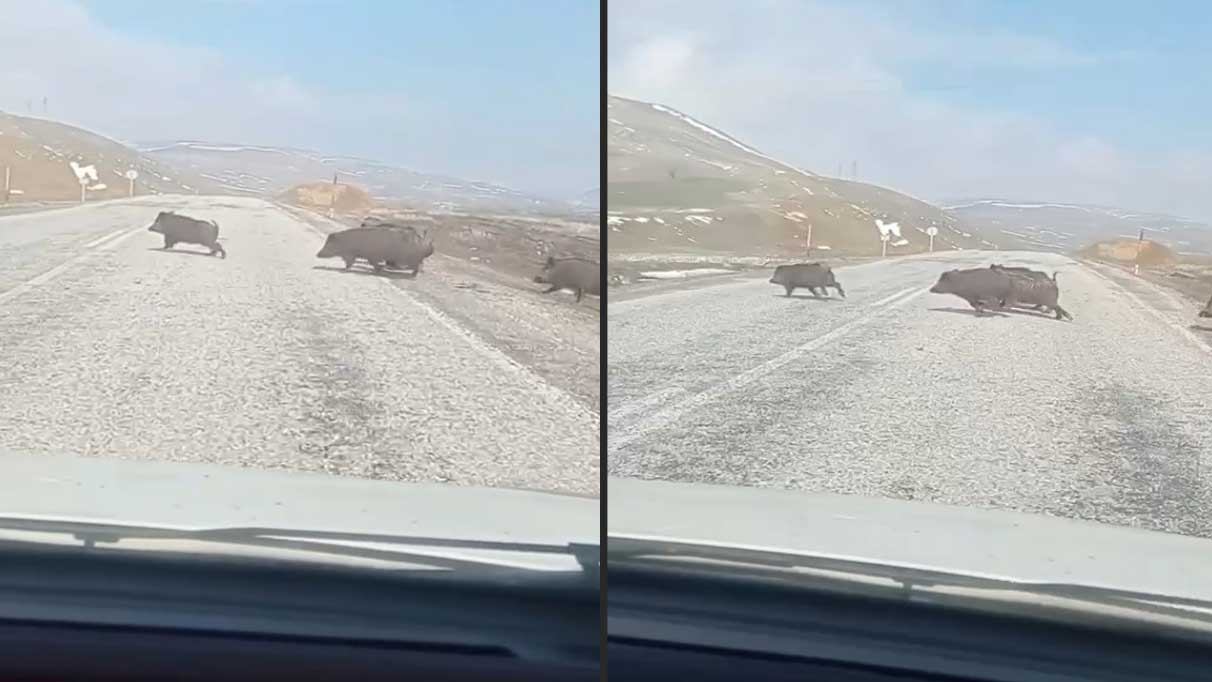 Domuz sürüsü panik yarattı!