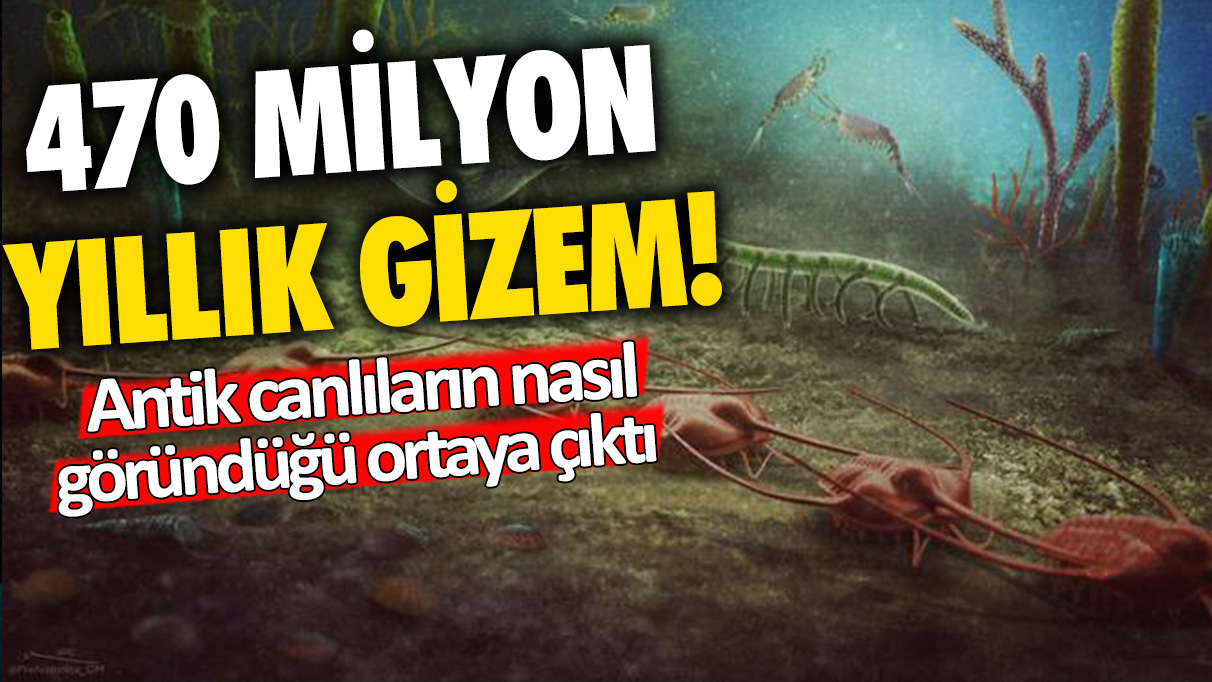 470 milyon yıllık gizem: Antik canlıların nasıl göründüğü ortaya çıktı!