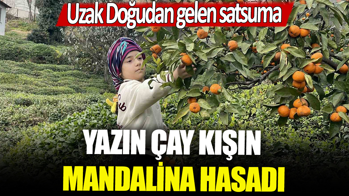 Yazın çay, kışın mandalina hasadı: Uzak doğudan gelen satsuma