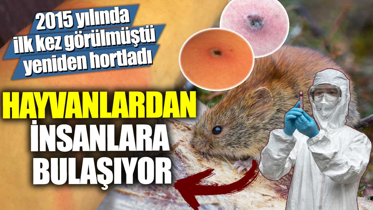 2015 yılında ilk kez görülmüştü yeniden hortladı! Hayvanlardan insanlara bulaşıyor