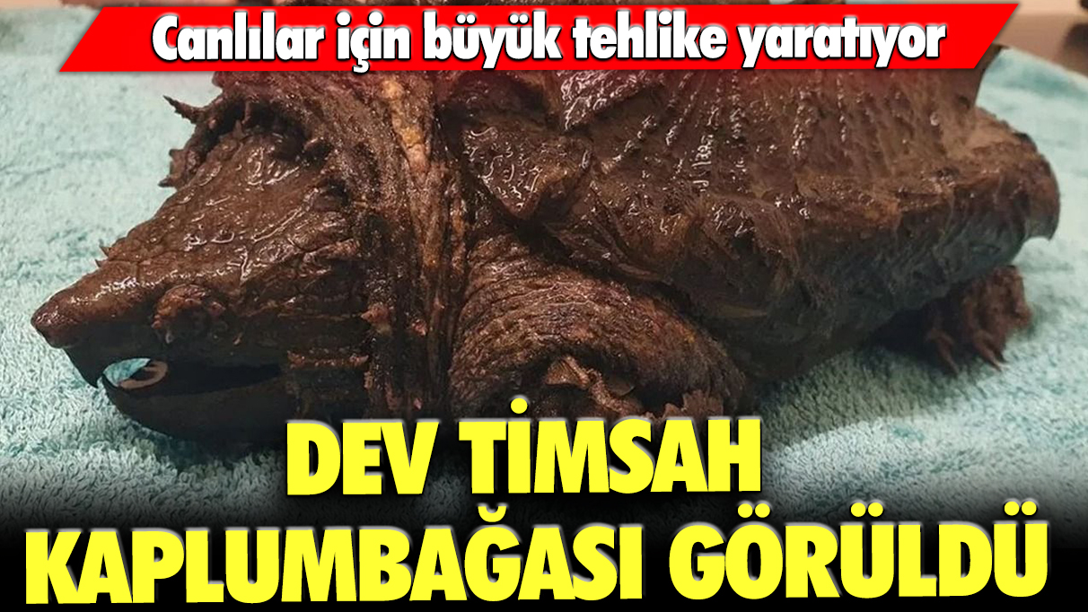 Dev timsah kaplumbağası görüldü: Canlılar için büyük tehlike yaratıyor