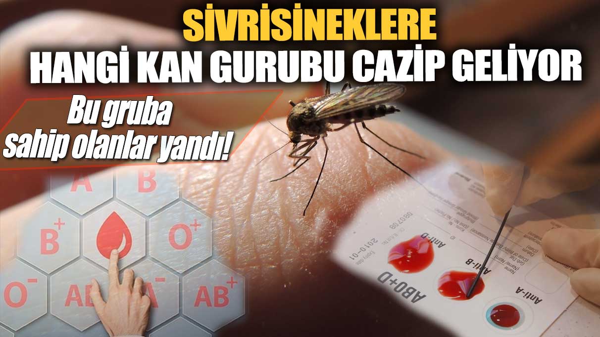 Sivrisineklere hangi kan gurubu cazip geliyor? Bu kan grubuna sahip olanlar yandı!