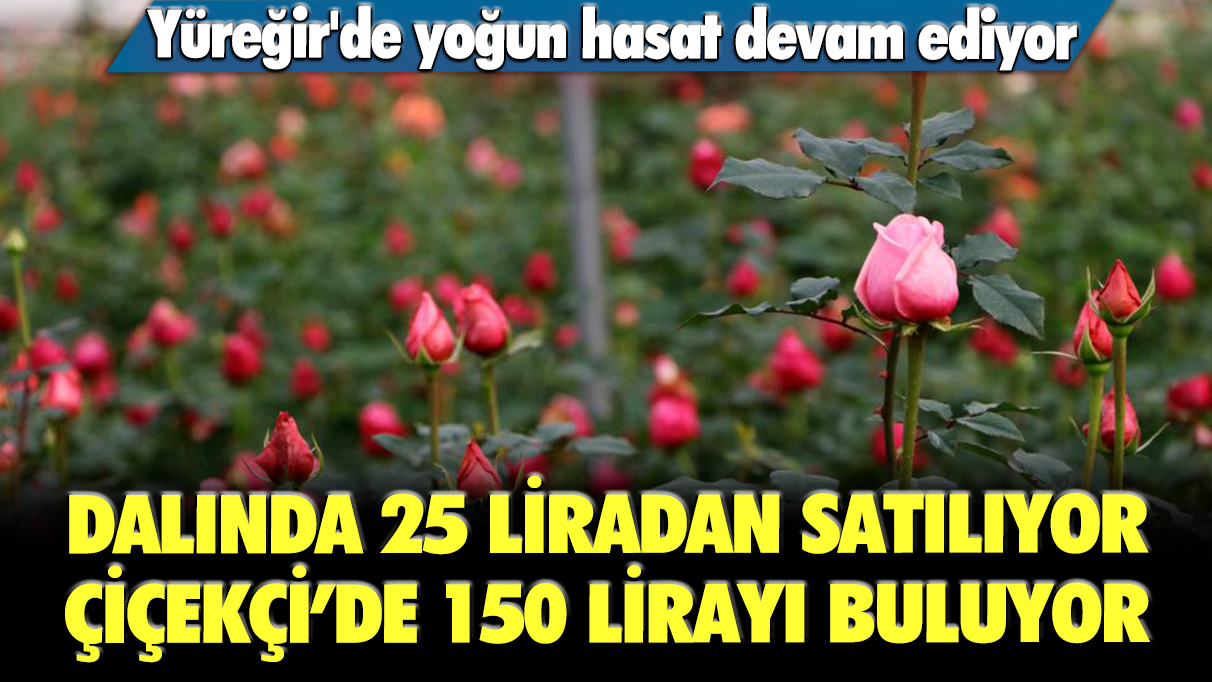 Yüreğir'de yoğun hasat devam ediyor: Dalında 25 liradan satılıyor, halka gelişi 150 lirayı buluyor