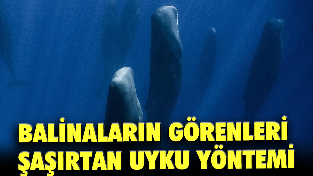 Balinaların görenleri şaşırtan uyku yöntemi!