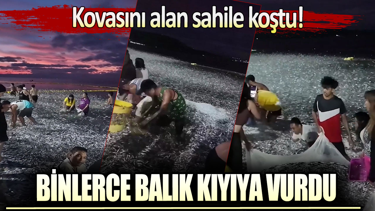 Kovasını alan sahile koştu: Binlerce balık kıyıya vurdu!