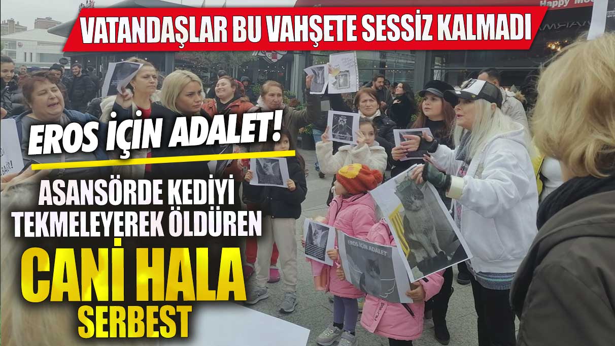 Asansörde kediyi tekmeleyerek öldüren cani hala serbest! Vatandaşlar bu vahşete sessiz kalmadı! Eros için adalet nerede?